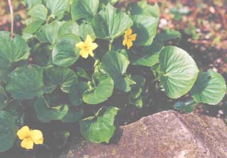 Viola glabella